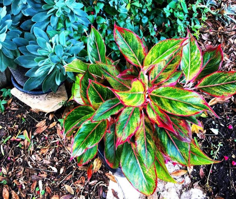 Chinese Evergreen are green with splashes or borders of red
