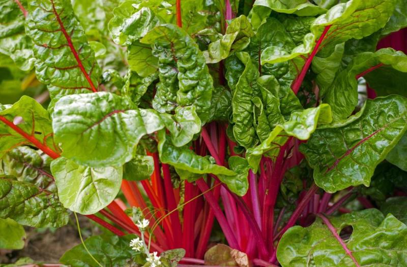 Swiss Chard with bright red stems and veins