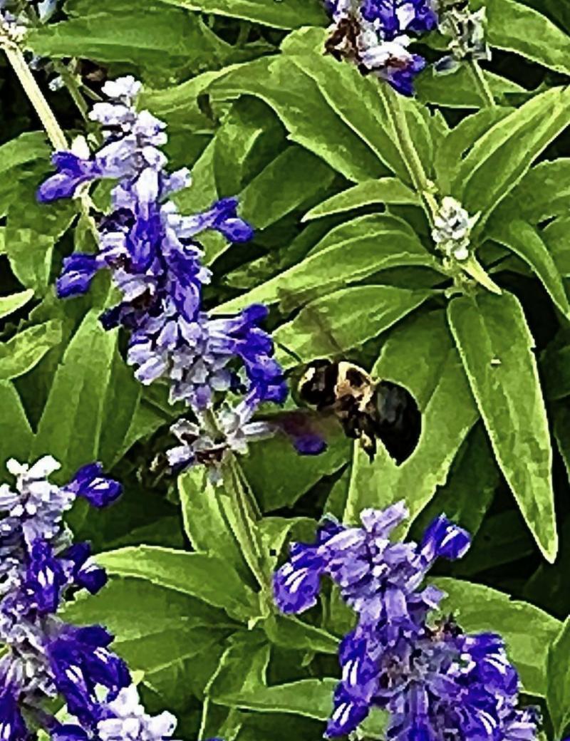 Bumblebee on Salvia farinaceae
