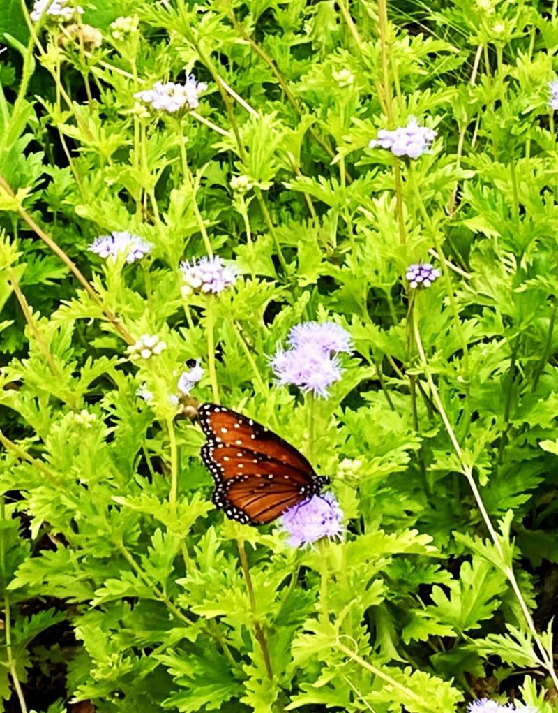 Monarch on Blue Mist Flower