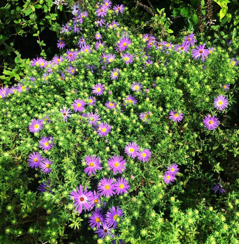 Fall Asters