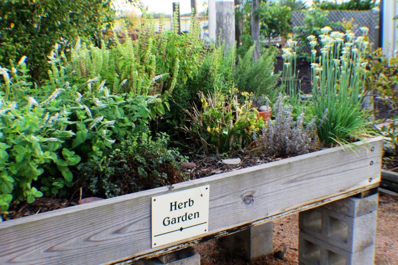 Herb Garden at Victoria Educational Gardens
