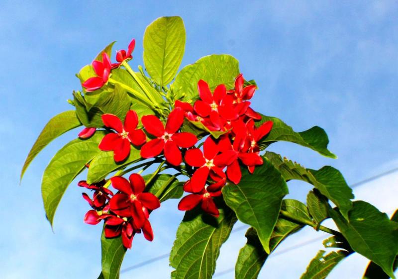 Firecracker Jatropha