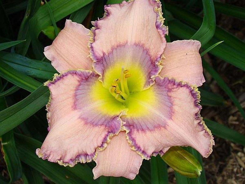 Create Your Dreams Daylily by Oak Hill Daylilies