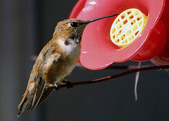 Rufous hummingbird photo by Henry Hartman