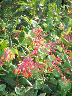 Coral Honeysuckle for spring and fall attracts hummingbirds by Suzann Herricks