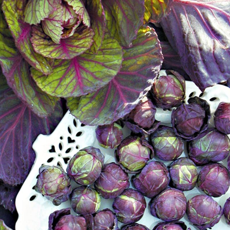 Red/purple Rubine Variety Brussels Sprouts