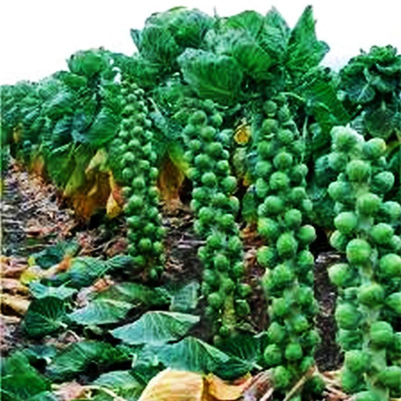 Brussels Sprouts grow in stalks of helical growth pattern