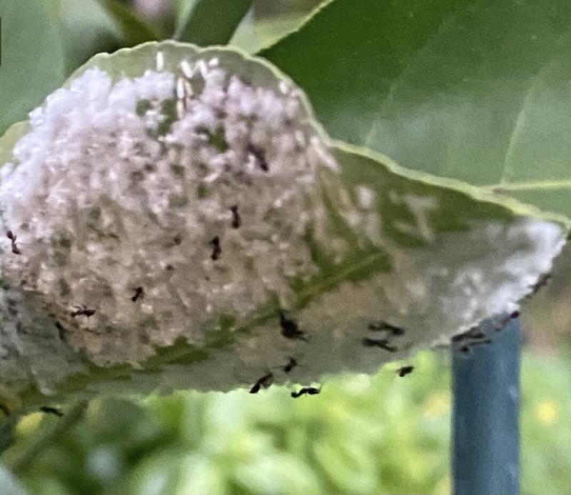 Crazy Ants farming Mealy Bugs on Meyer Lemon