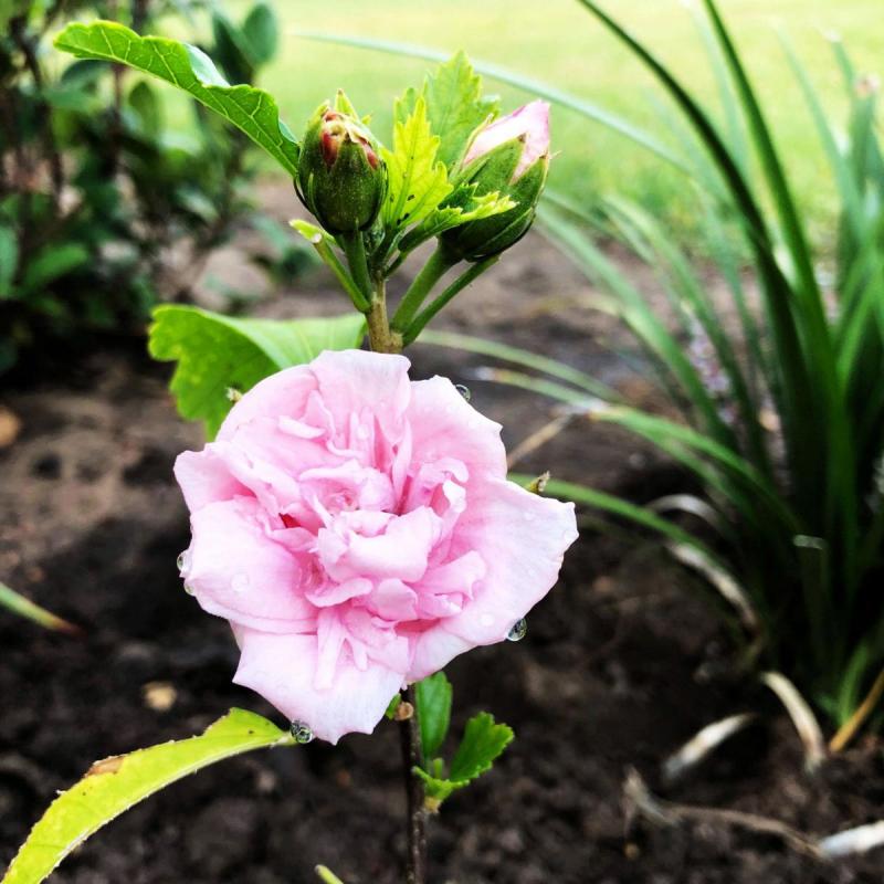 Old-fashioned double pink Rose of Sharon
