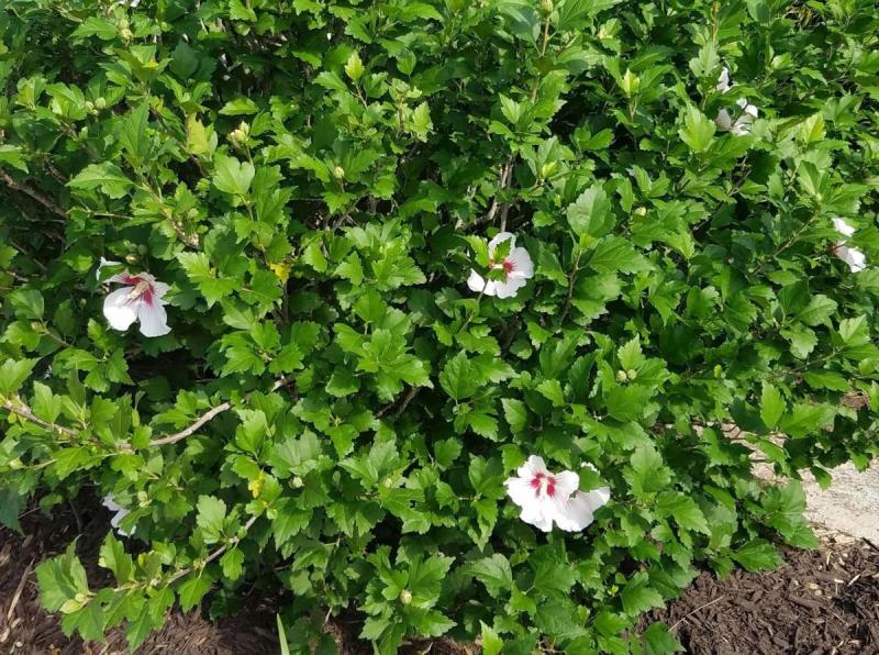 White Rose of Sharon with red throat growing at VEG