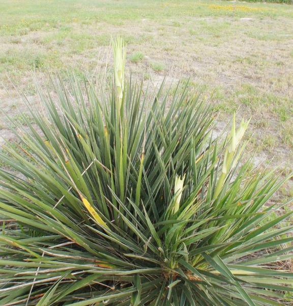 Bear Grass Yucca just beginning to flower