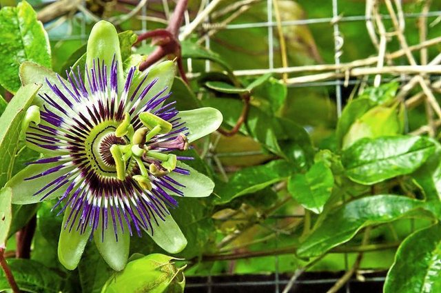 Mostly Green Passion Flower