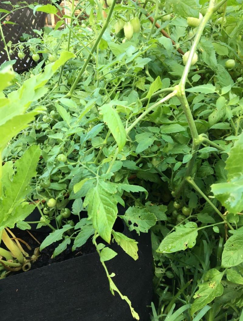 Growing bag for tomatoes