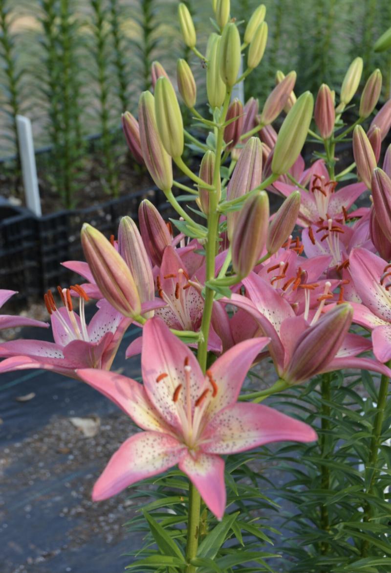 Lilium 'Trogon' and Asiatic hybrid showing form of the stem