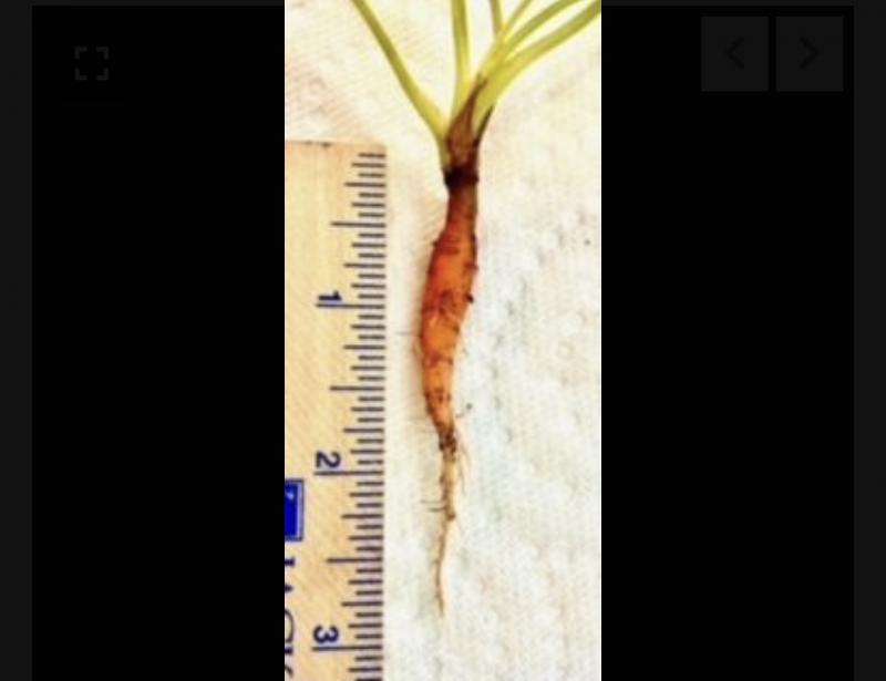 Carrot Grown in a vertical vegetable garden
