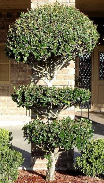 Pruned and Shaped Ligustrum for Hedge
