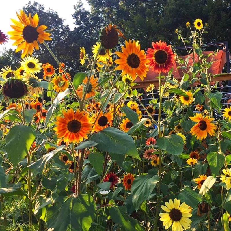 Autumn Beauty Sunflower Seed Pack Blooms