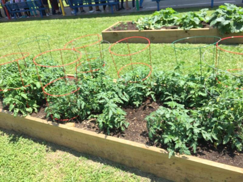 Tomato Plants growing in raised beds at F. W. Gross Elementary