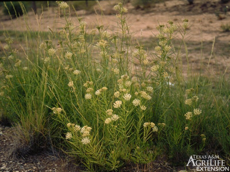 Horsetail Milkweed by AgriLife