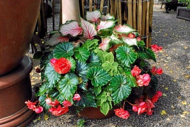 Caladiums with Red Begonias