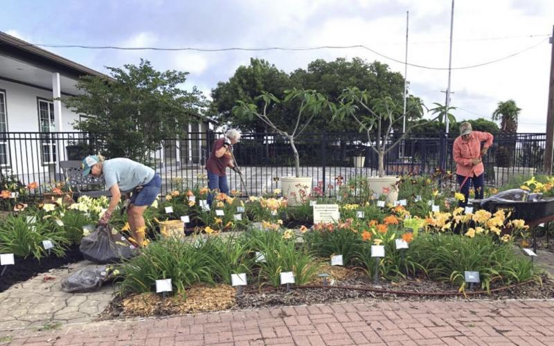 Master Gardeners work in the daylily area at the Victoria Educational Gardens