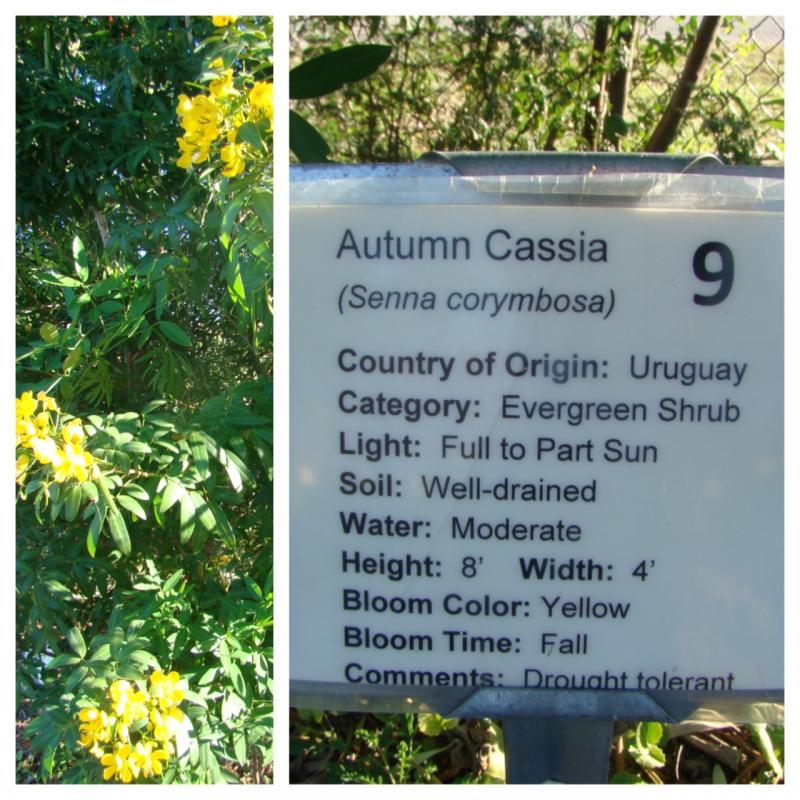 Autumn Cassia Senna Corymbosa at VEG