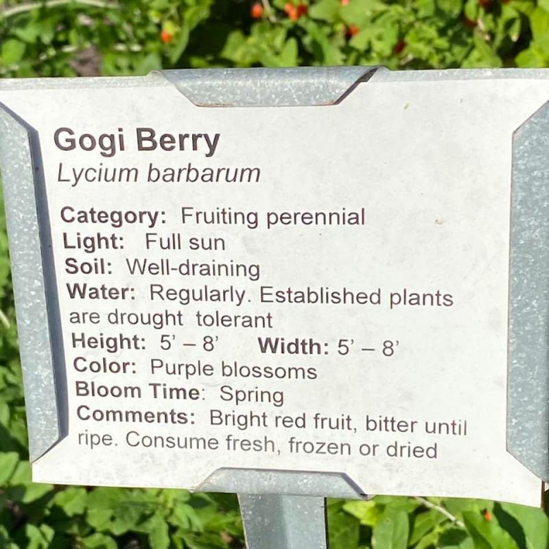 Goji Berry plant tage