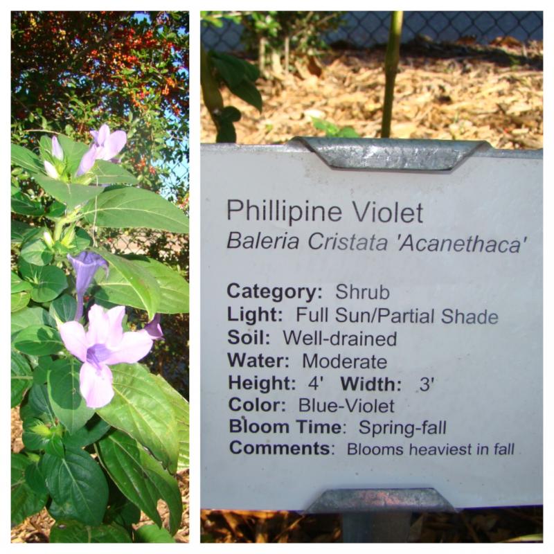 Phillipine Violet