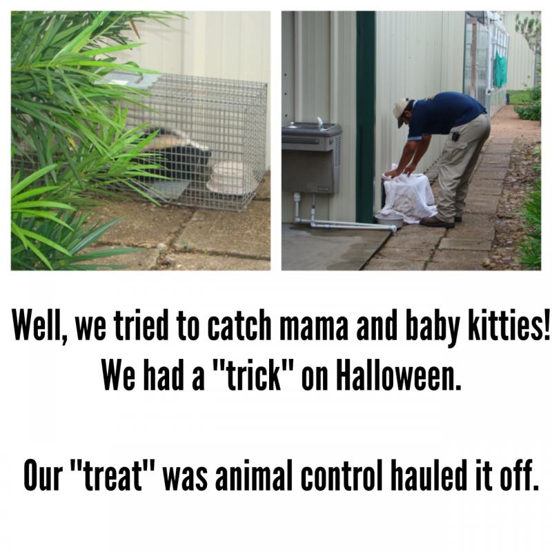 Trick and Treat---Trying to Catch Mama & Kitties/Animal Control