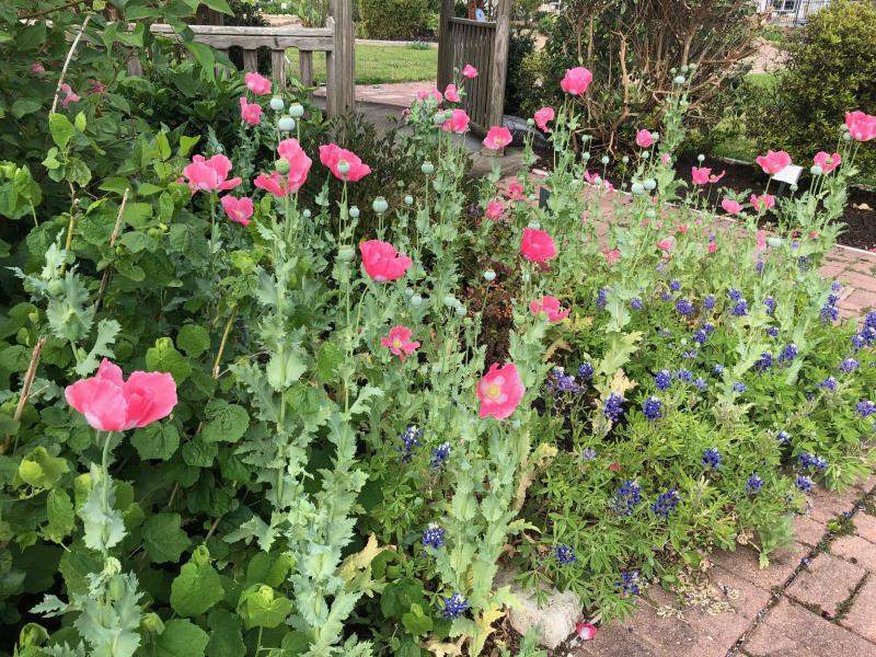 Perennial Poppy Bluebonnets 
