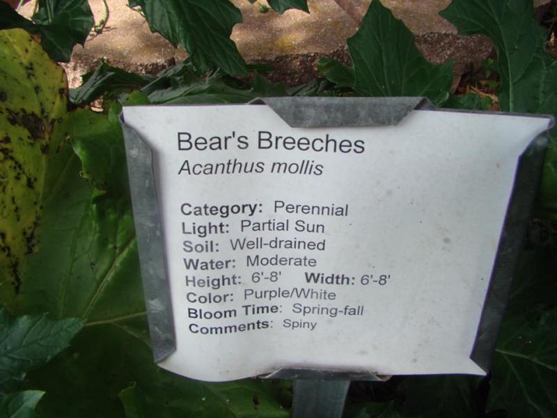 Bear's Breeches Plant Tag