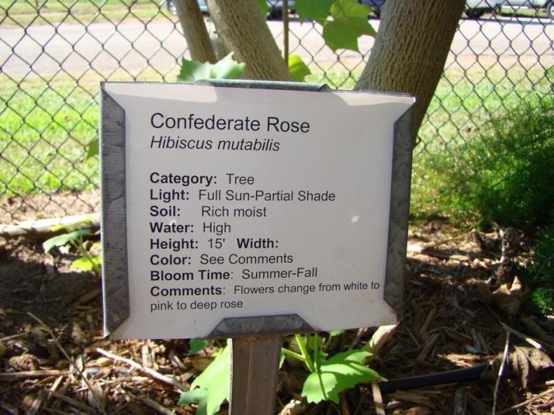 Confederate Rose Plant Tag