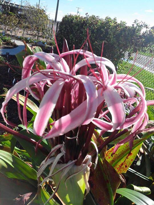 Crinum