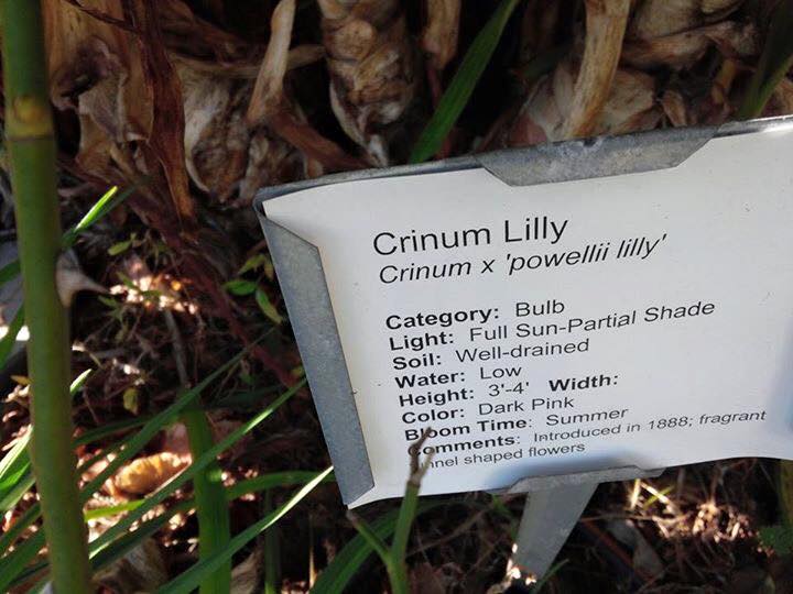 Crinum Powelii Plant Tag