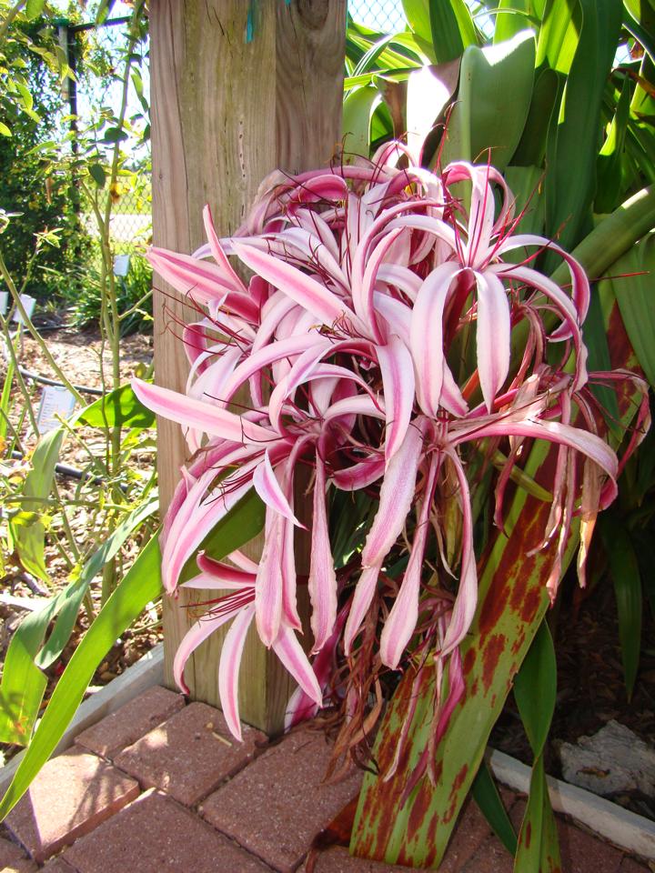 Crinum x powellii lily'